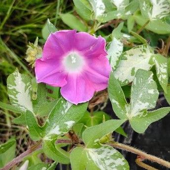 Dwarf Light Pink Japanese Morning Glory