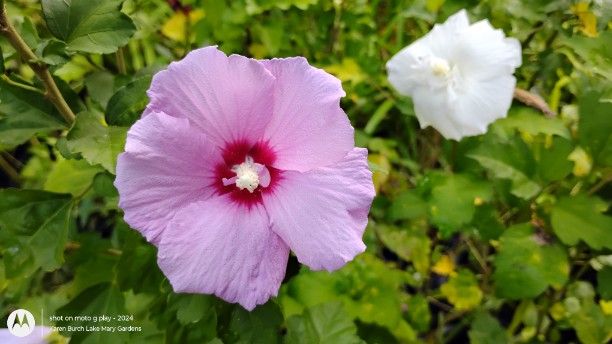 Lavender Rose of Sharon