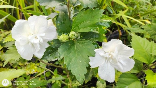 Double White Rose of Sharon Seedlings