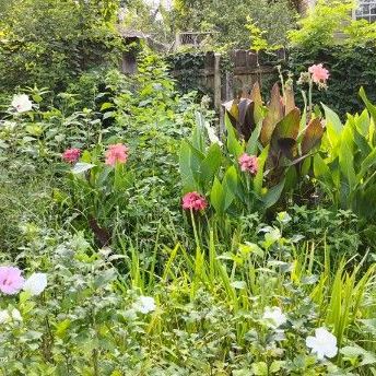 Canna lily and Rose of sharon in abundance
