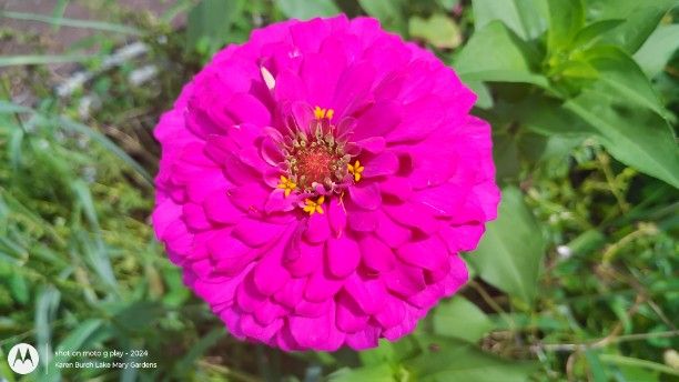 Magenta Seedling