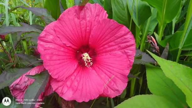 Hardy Hibiscus