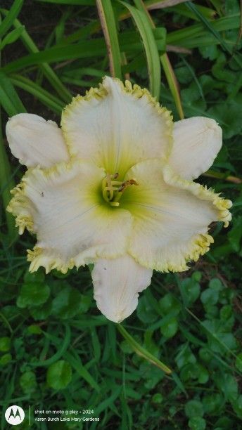 White Daylily with Yellow pie crusting Seedling