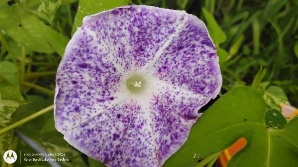 Speckled Purple Japanese Morning glory