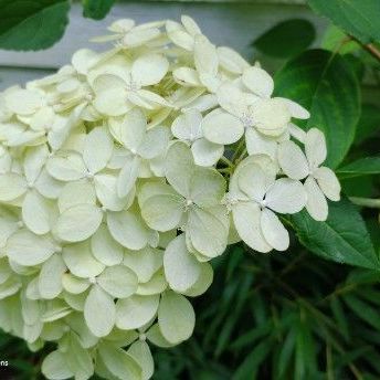 Hydrangea
