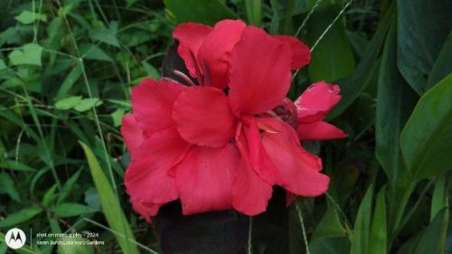 Dark Pink Canna Lily