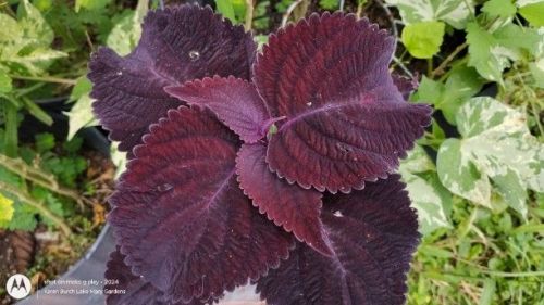 Dark Coleus