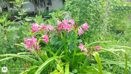 Crinum 'Ellen Bosanquet' 