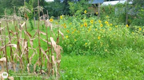 Mini sunflowers