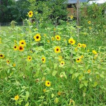 Mini Sunflowers