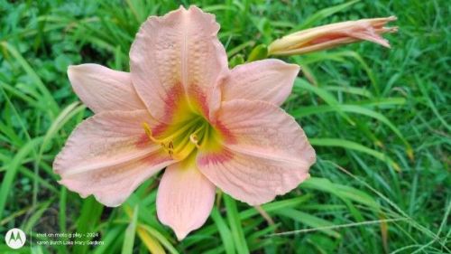 Peachy daylily seedling