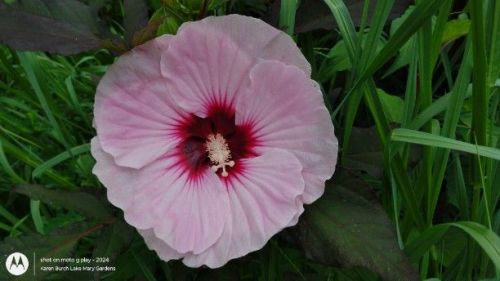 Hardy Hibisc Pink Seedling