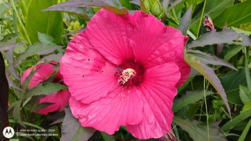 Bright Pink Hardy Hibiscus