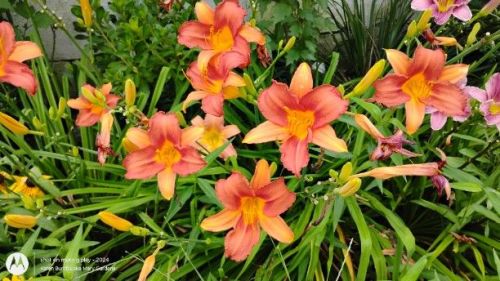 Daylily Seedlings