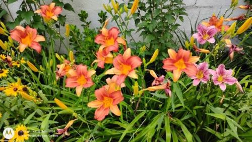 Daylily seedling