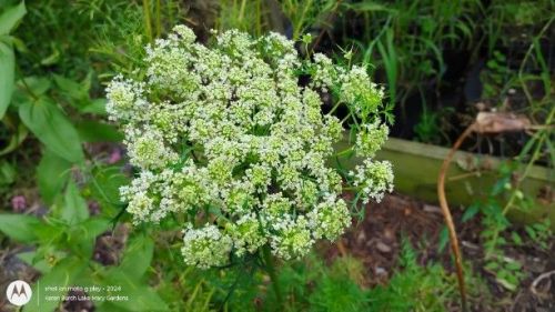 Carrot Blossom