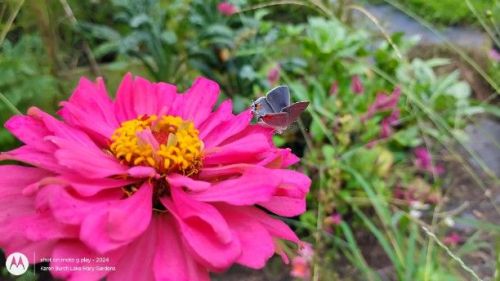 Zinnia and Eastern Tailed-Blue (Cupido comyntas) 