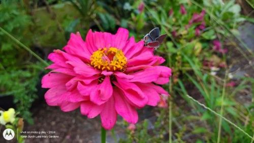 Zinnia and Eastern Tailed-Blue (Cupido comyntas)