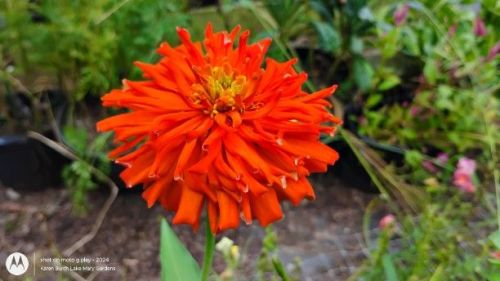 Bright Orange Cactus Zinnia