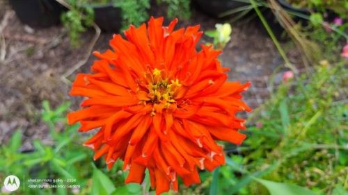 Bright Orange Cactus Zinnia