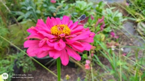 Zinnia and Eastern Tailed-Blue (Cupido comyntas) 