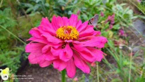 Pink Zinnia and Eastern Tailed-Blue (Cupido comyntas)