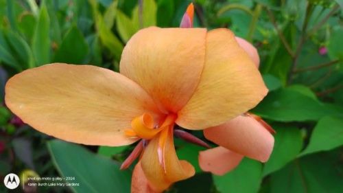 Peach canna lily seedling