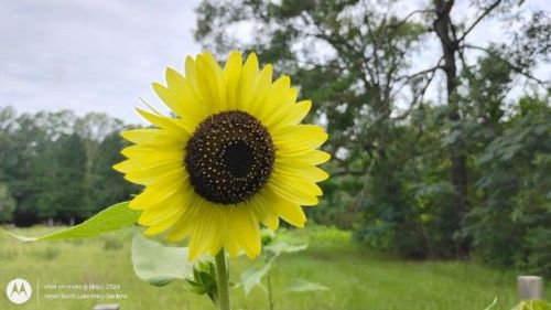 Sunflower lemon yellow