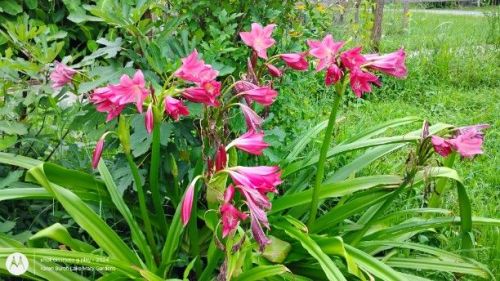 Crinum 'Ellen Bosanquet' 