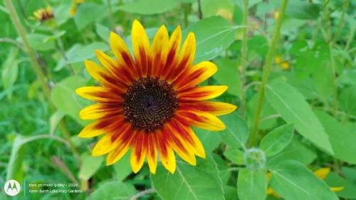 Red and yellow sunflower
