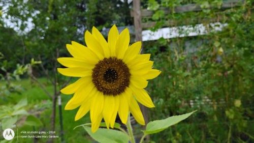 Sunflower lemon yellow
