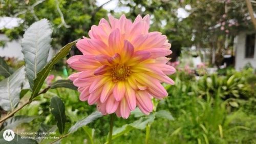 Dahlia seedling