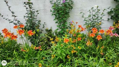 Daylilies and backeyed susans