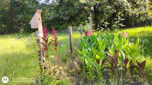 Birdhouse flower garden