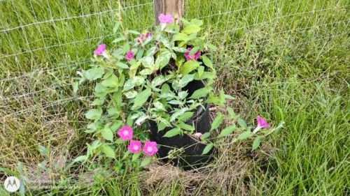 Dwarf pink Japanese Morning Glory
