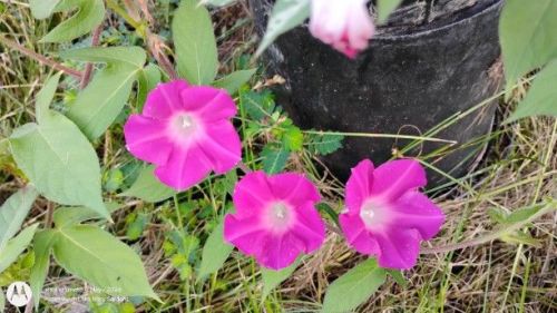 Dwarf Pink Japanese Morning Glory