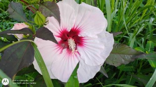 Hardy Hibiscus light pink
