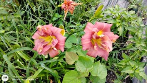 Daylily Coffee Frenzy