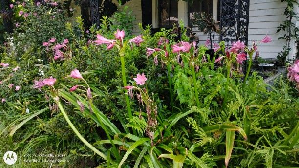 Crinum Lily pink