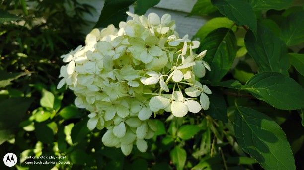 hydrangea