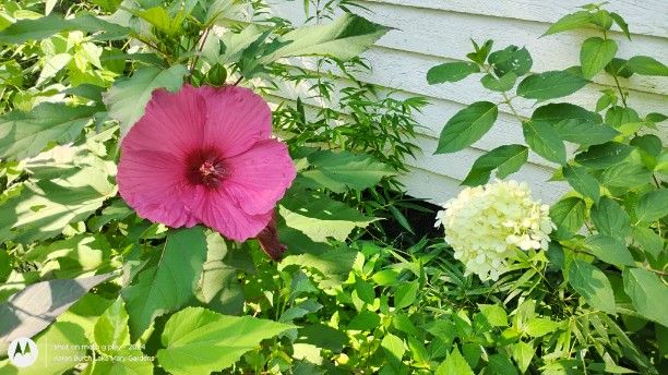 Hardy Hibiscus and hydrangea