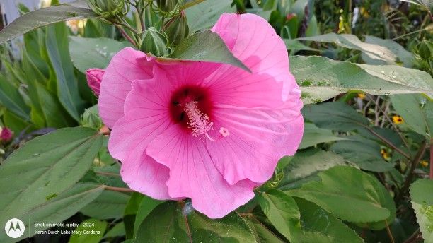 Hardy Hibiscus Pink Seedling