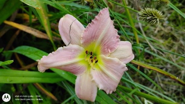 Pink daylily seedling