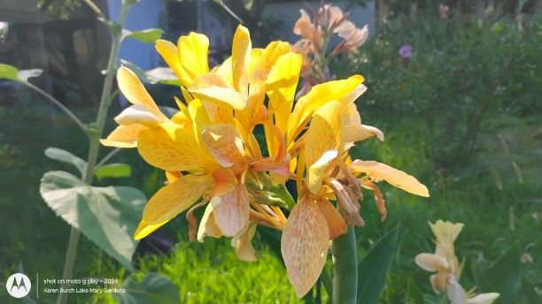 Yellow Canna Lily seedling