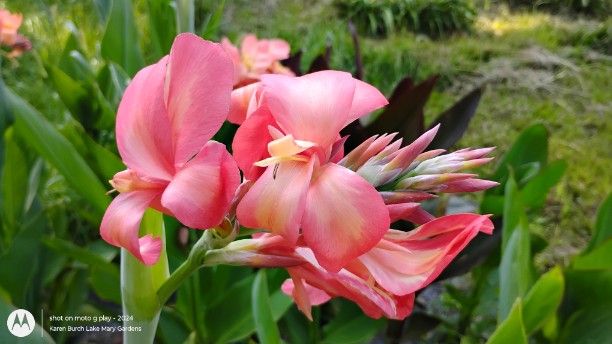 Peach Canna Lily Seedling