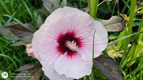 Light Pink Hardy Hibiscus Seedling