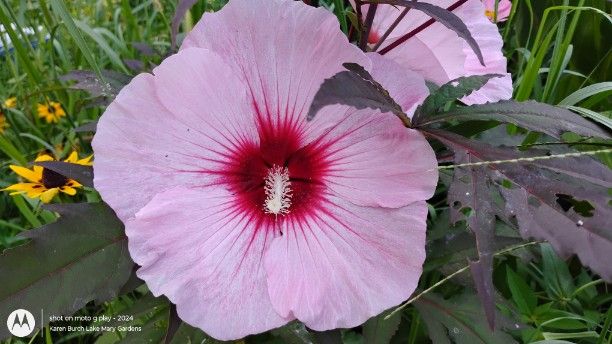 Hardy Hibiscus Pink Seedling