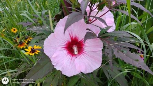 Light Pink Hardy Hibiscus Seedling