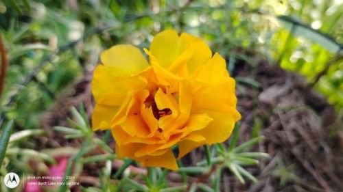 Golden yellow Moss Rose