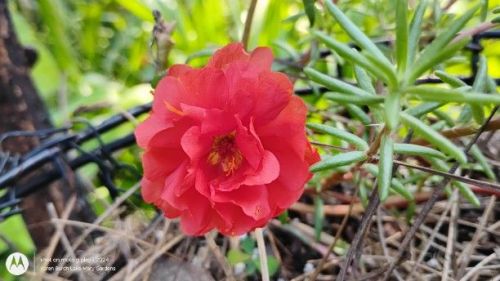 Red Moss Rose